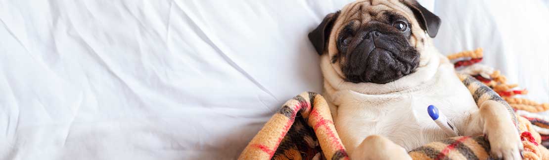 Hund - Infektionen & Erkältungen