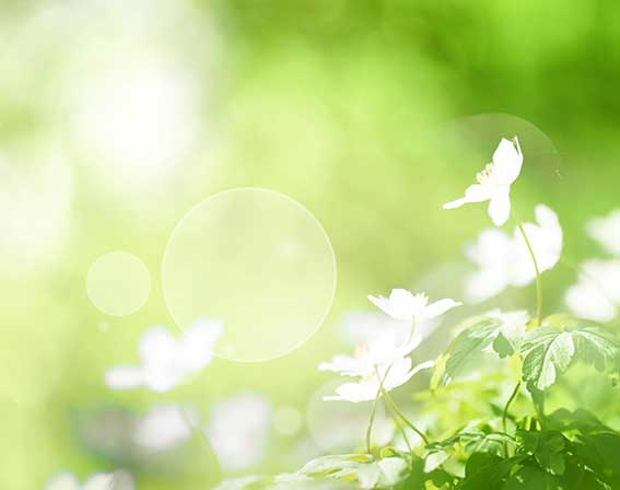 Kollagen - Falten von innen glätten